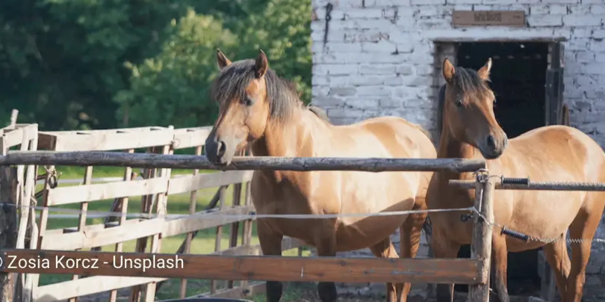 Two Brown horses standing behind a fence