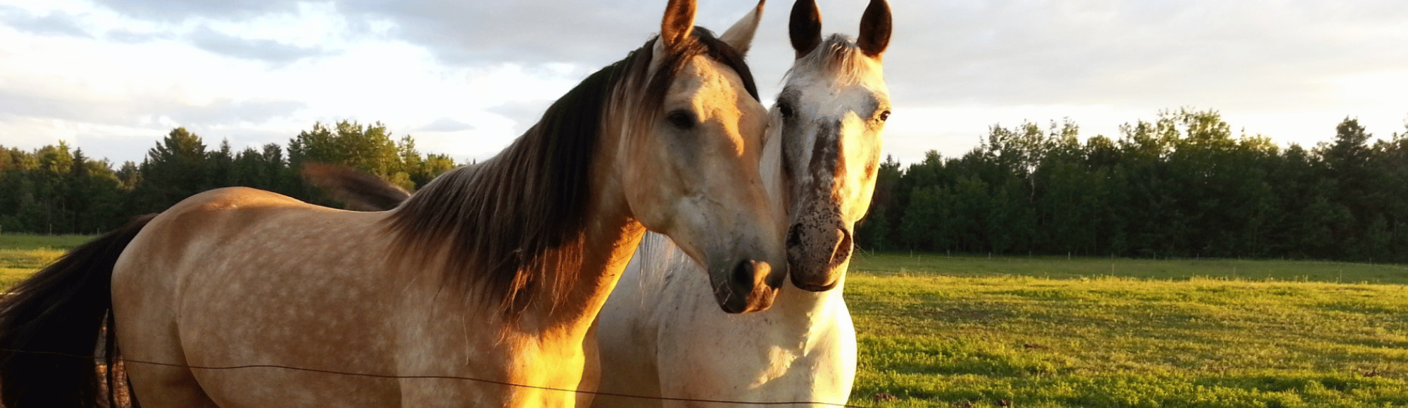 Zwei Pferde stehen auf der Weide