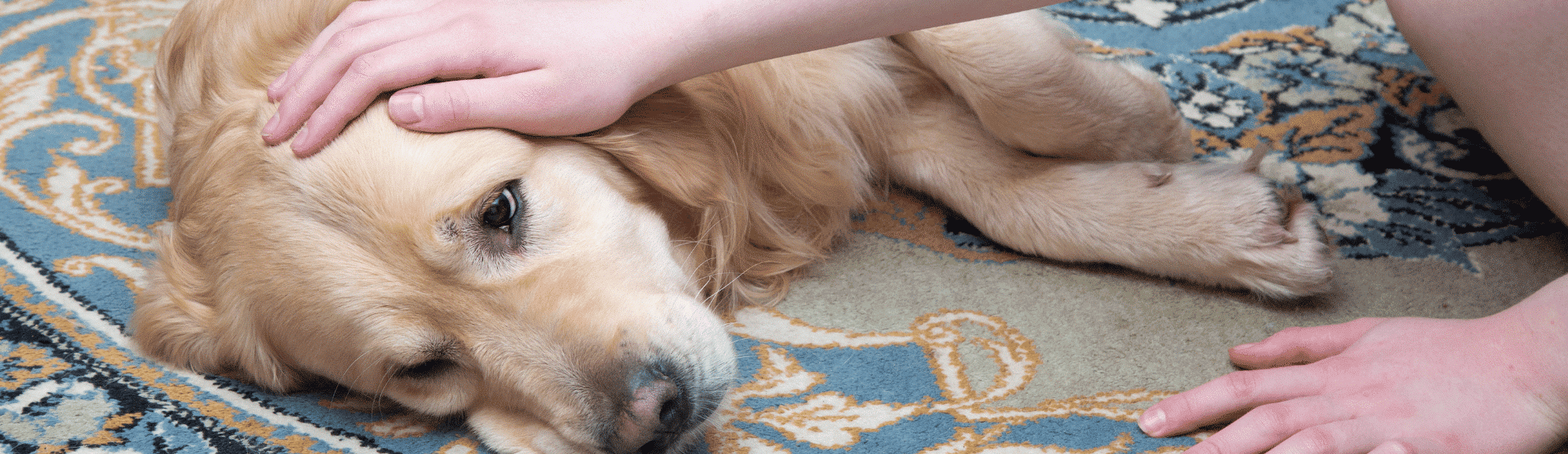 Ein Golden Retriever liegt auf einem Teppich