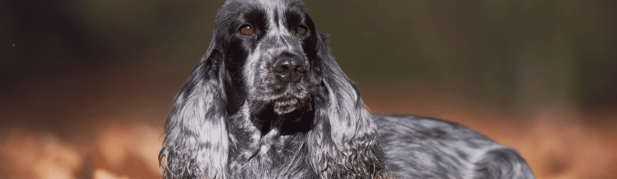 Ein English Cocker Spaniel