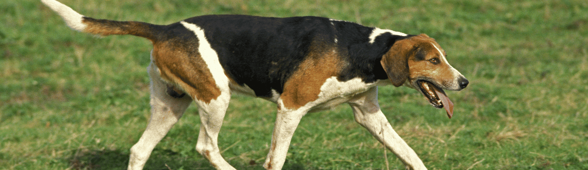 Ein English Foxhound auf einer Wiese