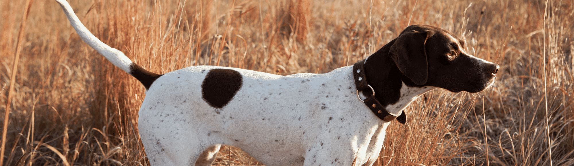 Ein English Pointer