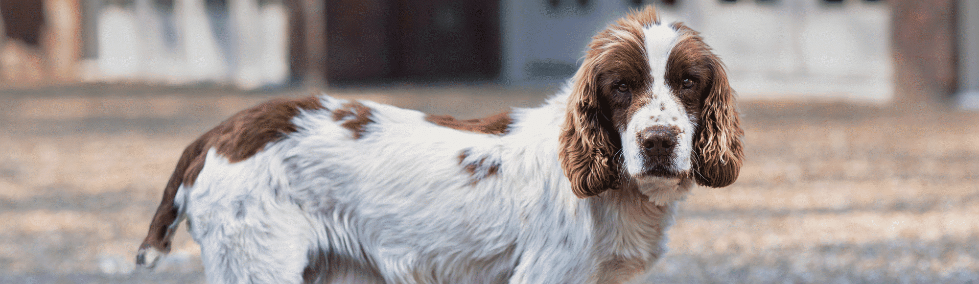 Ein English Springer Spaniel