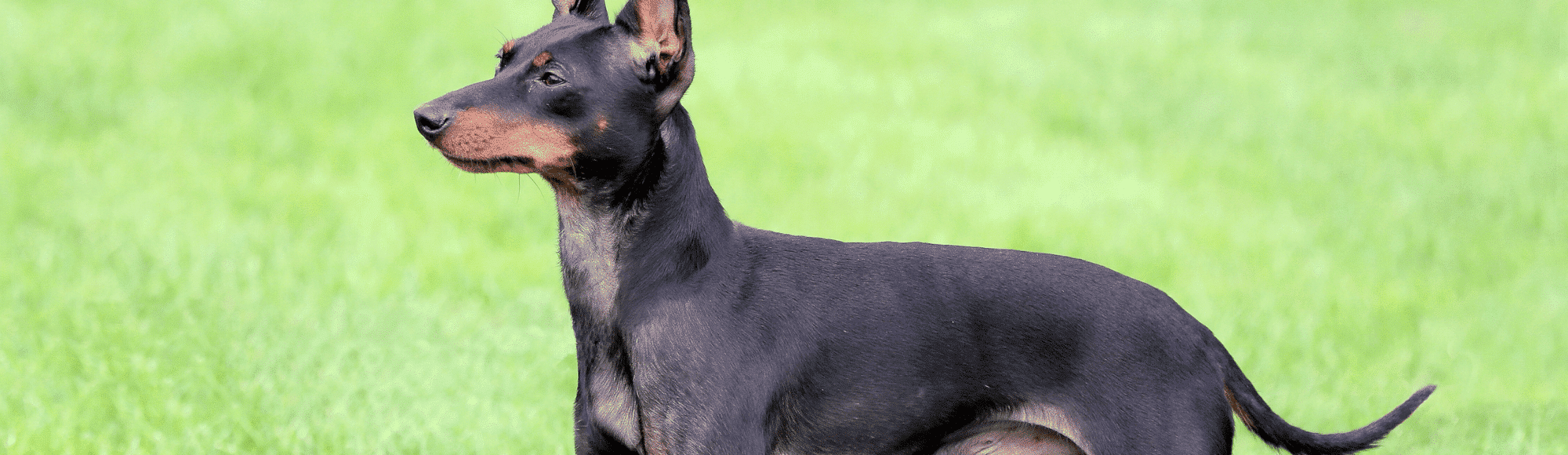 Ein English Toy Terrier auf einer Wiese