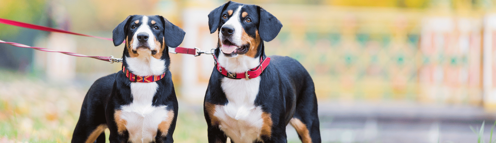 Zwei Entlebucher Sennenhunde mit Leine