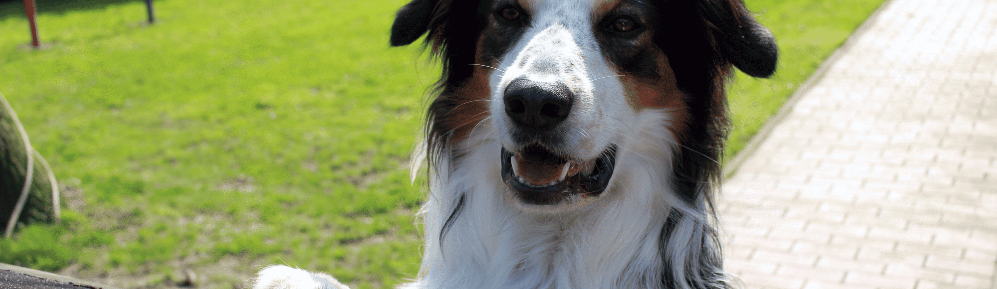 Australian Shepherd steht an einem Tisch