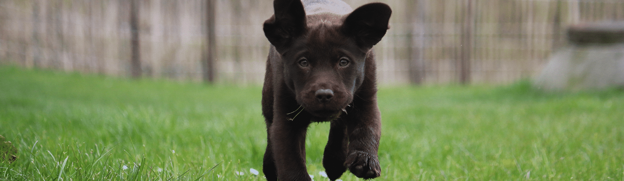 Schwarzer Labrador Welpe rennt auf einer Wiese