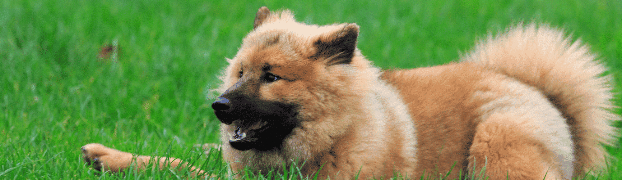 Ein Eurasier auf einer Wiese