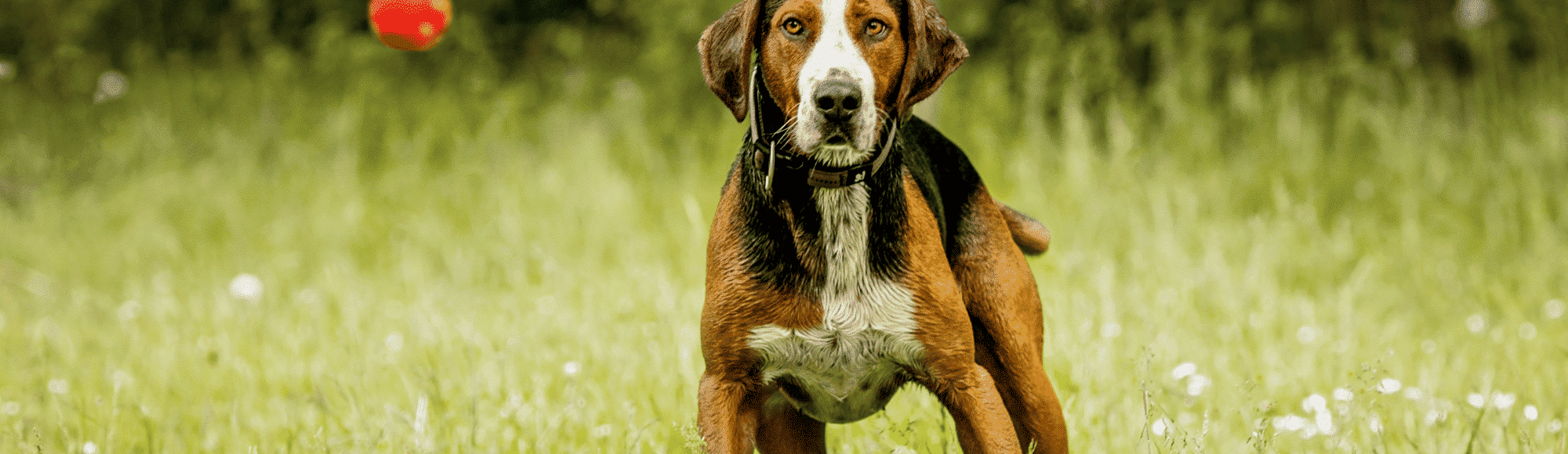 Ein Finnischer Laufhund