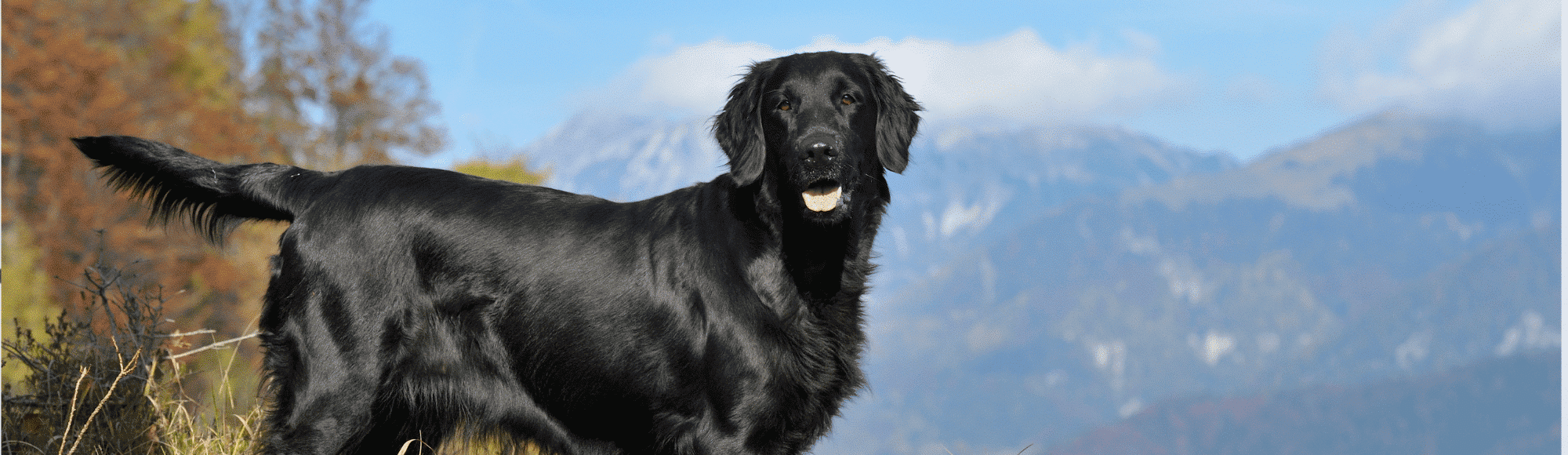 Ein schwarzer Flat-coated Retriever steht auf einer Wiese