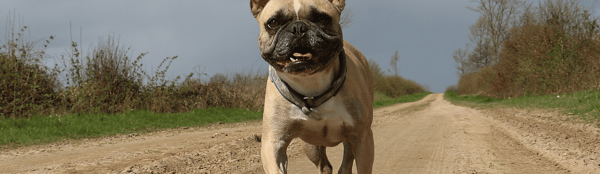 Eine Französische Bulldogge