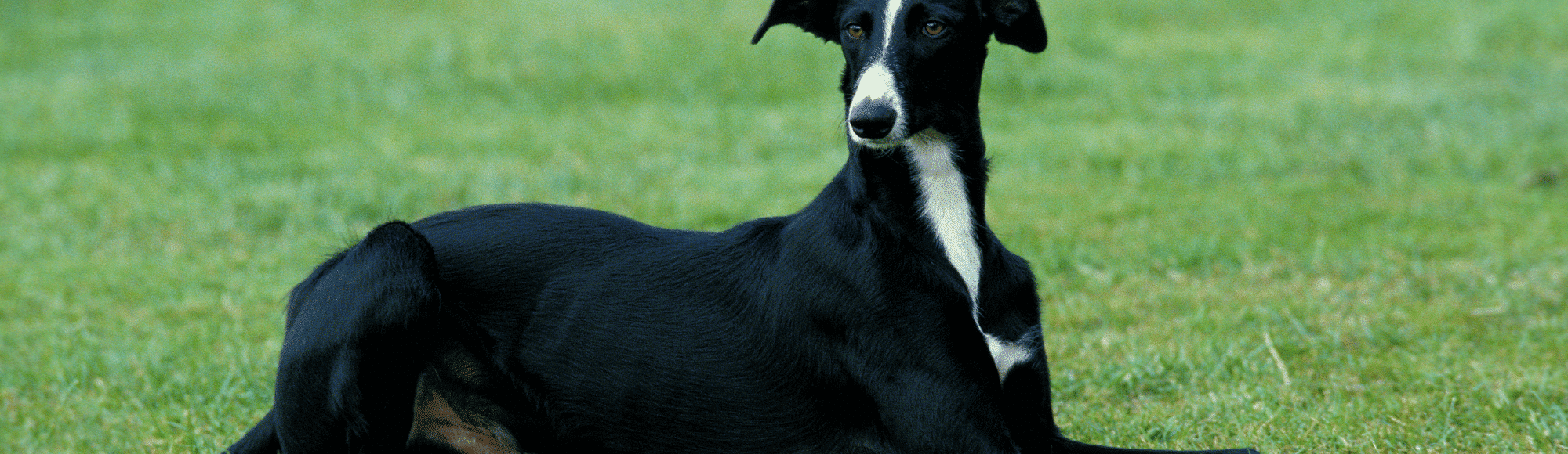 Ein Galgo Espanol