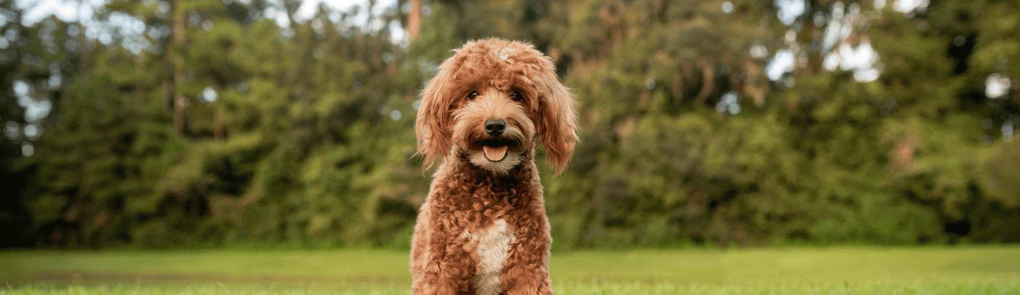 Ein junger Golden Doodle sitzt auf einer Wiese