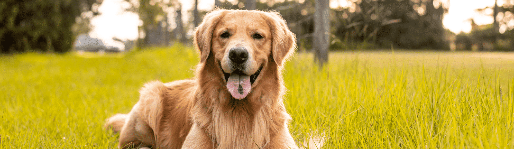 Ein Golden Retriever liegt auf einer Wiese