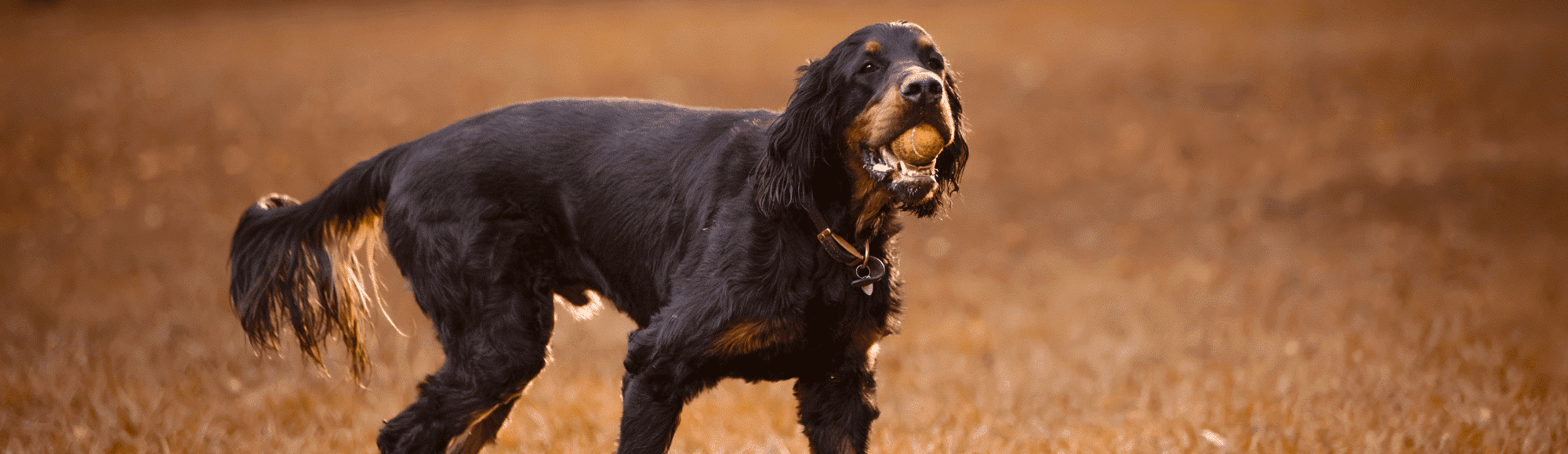 Ein Gordon Setter