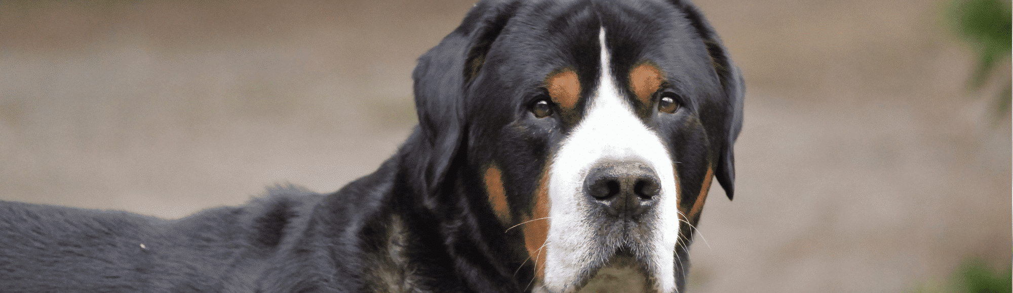 Ein großer schweizer Sennenhund