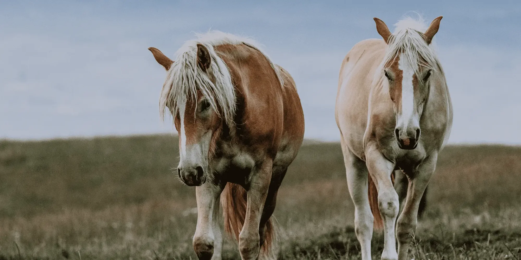 Zwei Haflinger Pferde in den Bergen