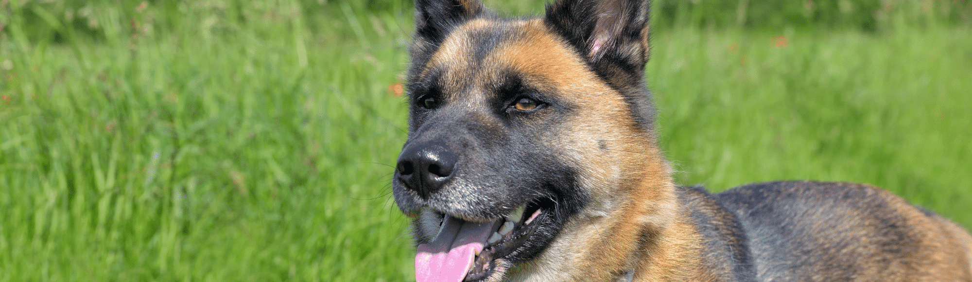 Hechelnder Schäferhund liegt im Gras