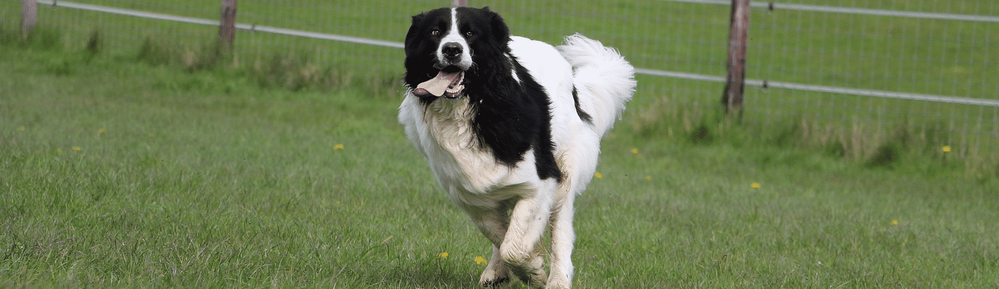 Schwarz-weißer Hund rennt auf einer Wiese mit heraushängender Zunge