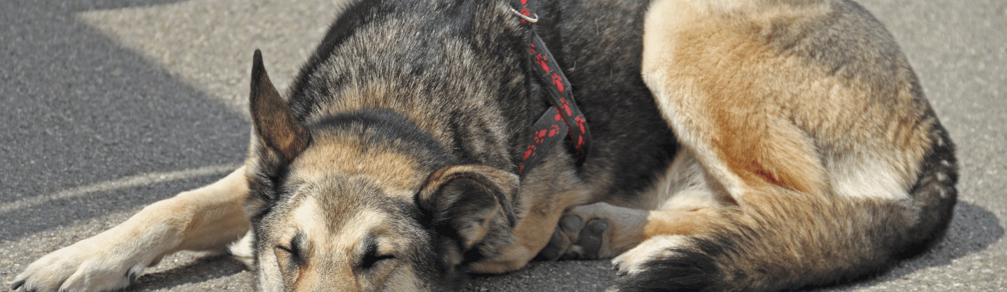 Hund liegt auf Asphalt