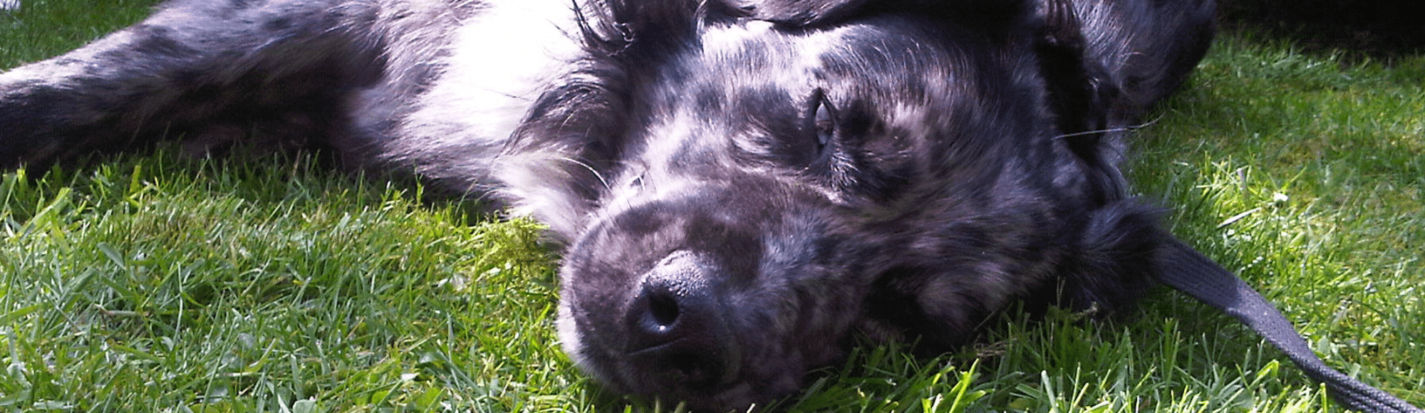 Hund liegt auf der Seite im Gras.