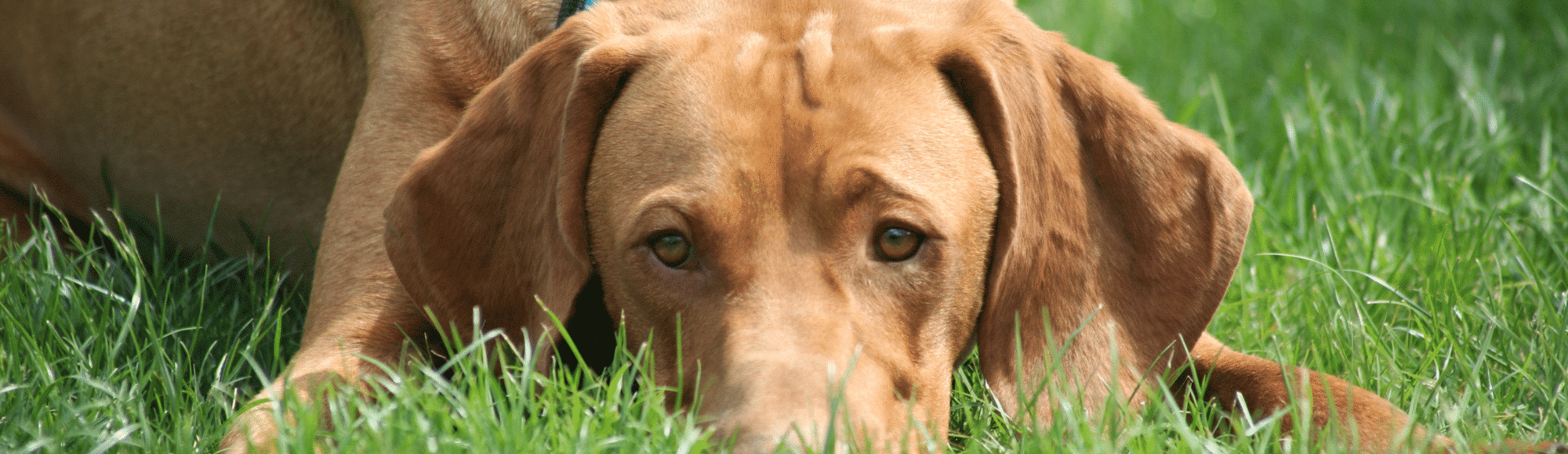 Hellbrauner Weimaraner liegt mit dem Kopf auf dem Boden im Gras