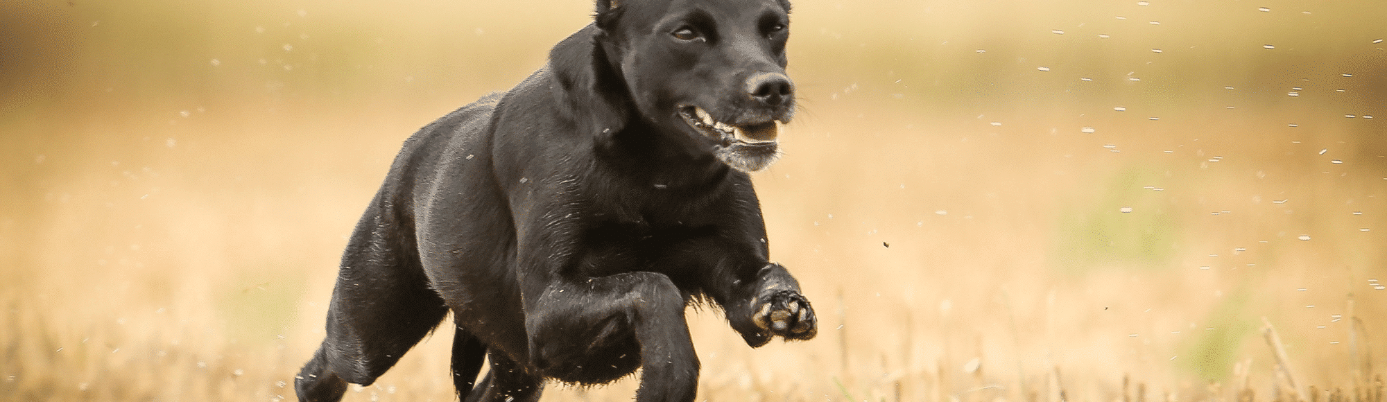 schwarzer Hund rennt im Feld