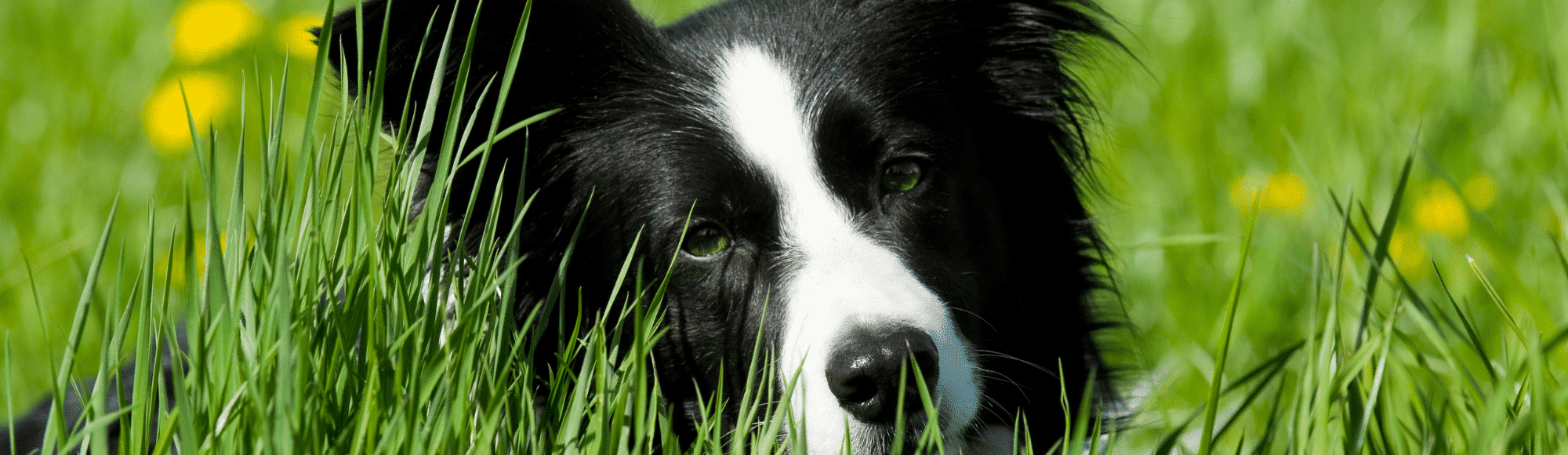 Border Collie liegt im Gras