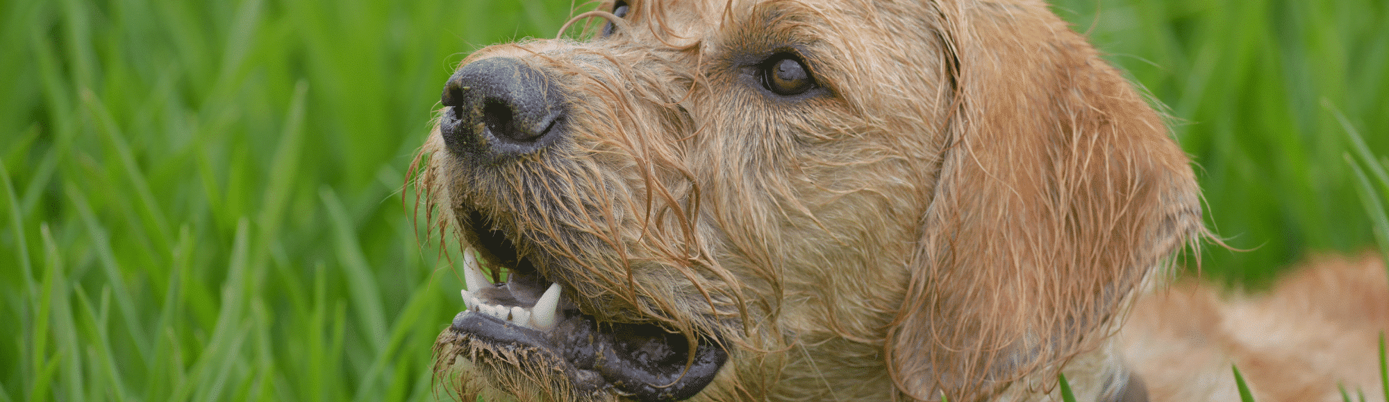 Heller Hund liegt im Gras