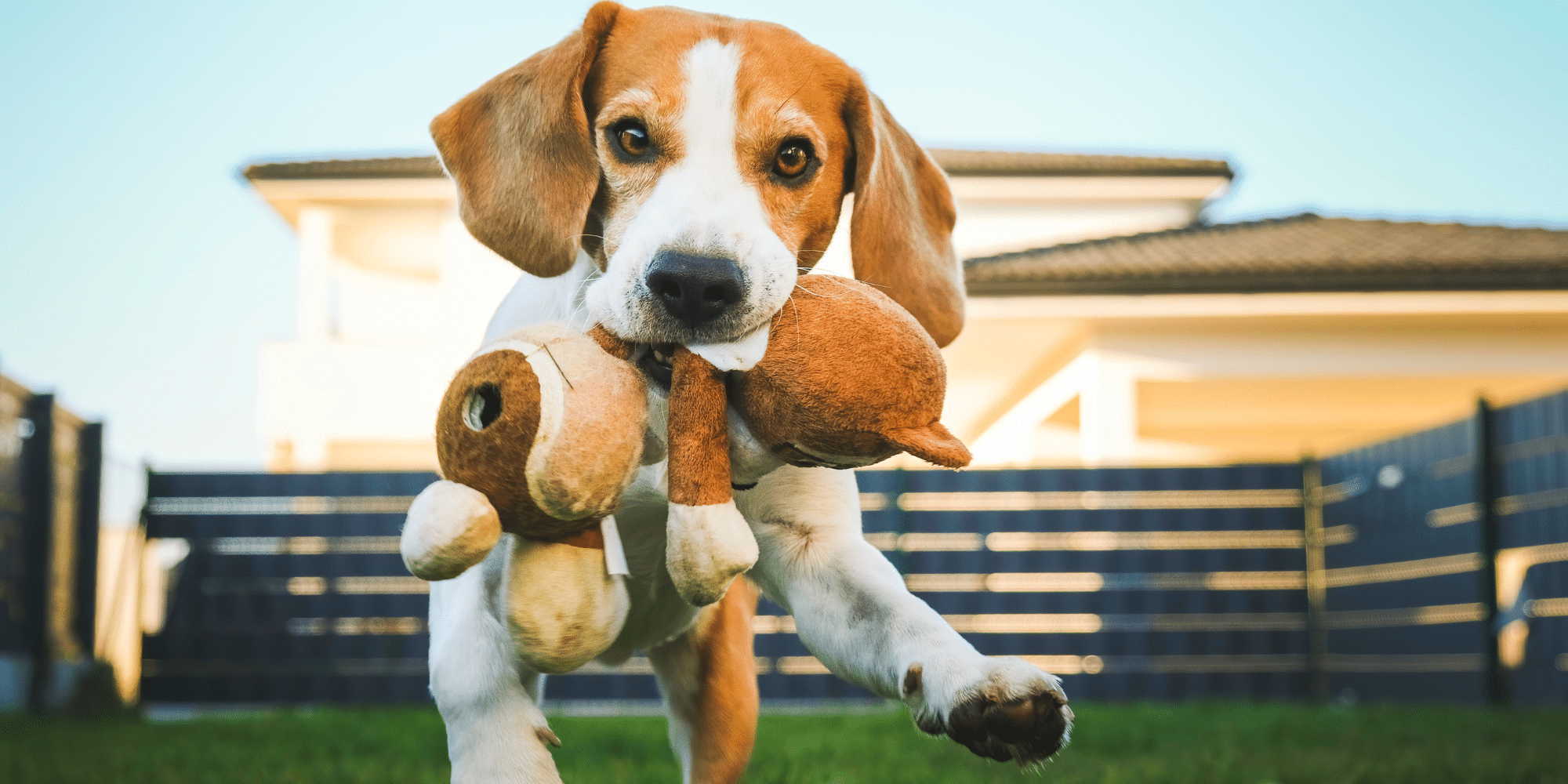 Hund Haftpflicht