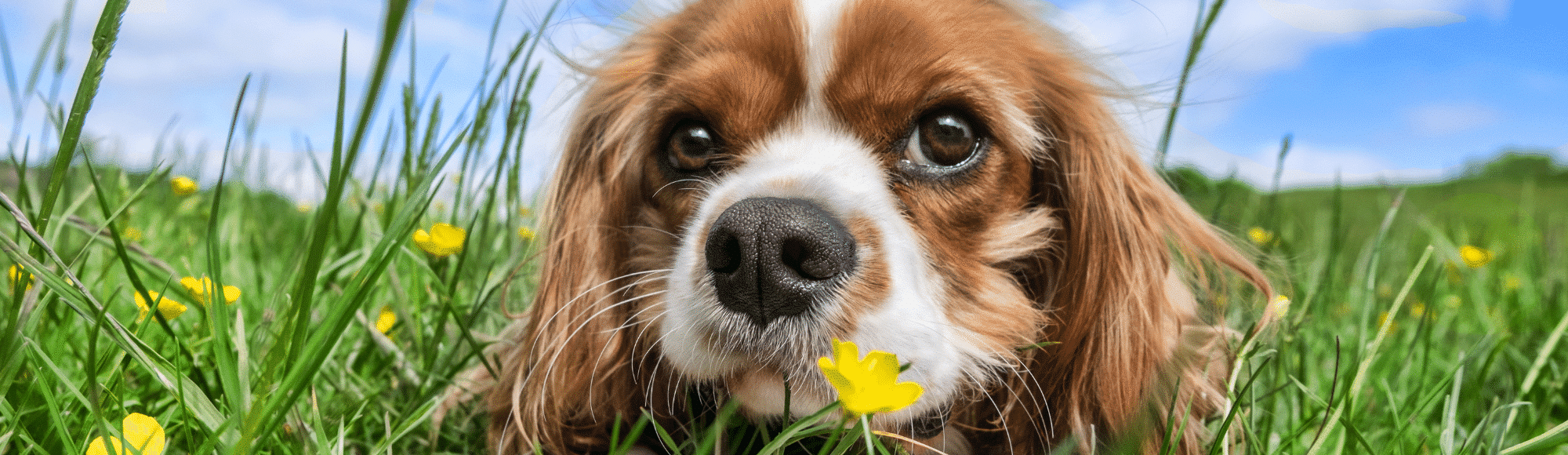 Hund liegt im Gras