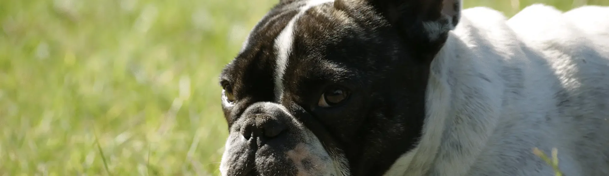 Hund liegt im Gras