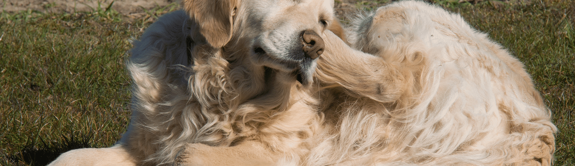 Golden Retriever kratzt sich