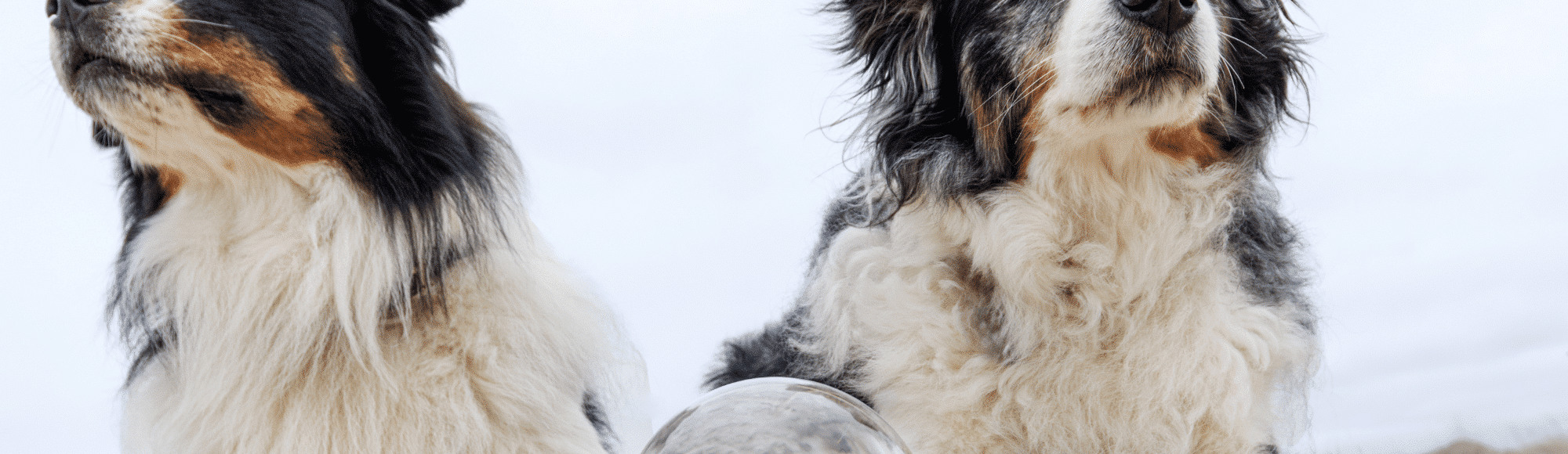 Zwei Hunde liegen im Sand