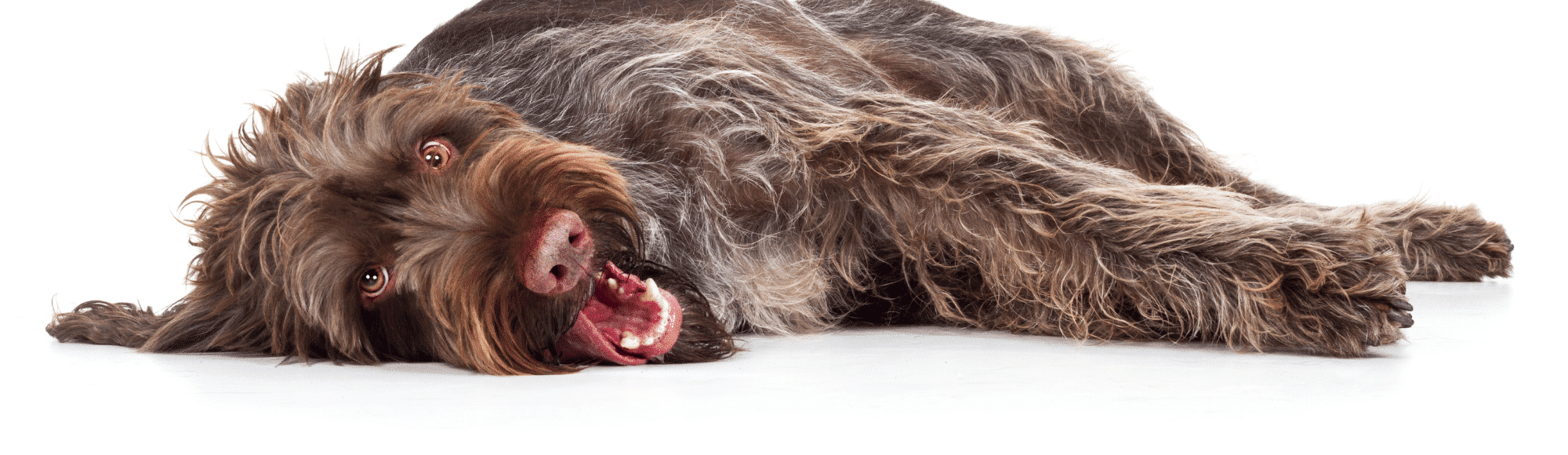 Brauner Hund liegt auf der Seite