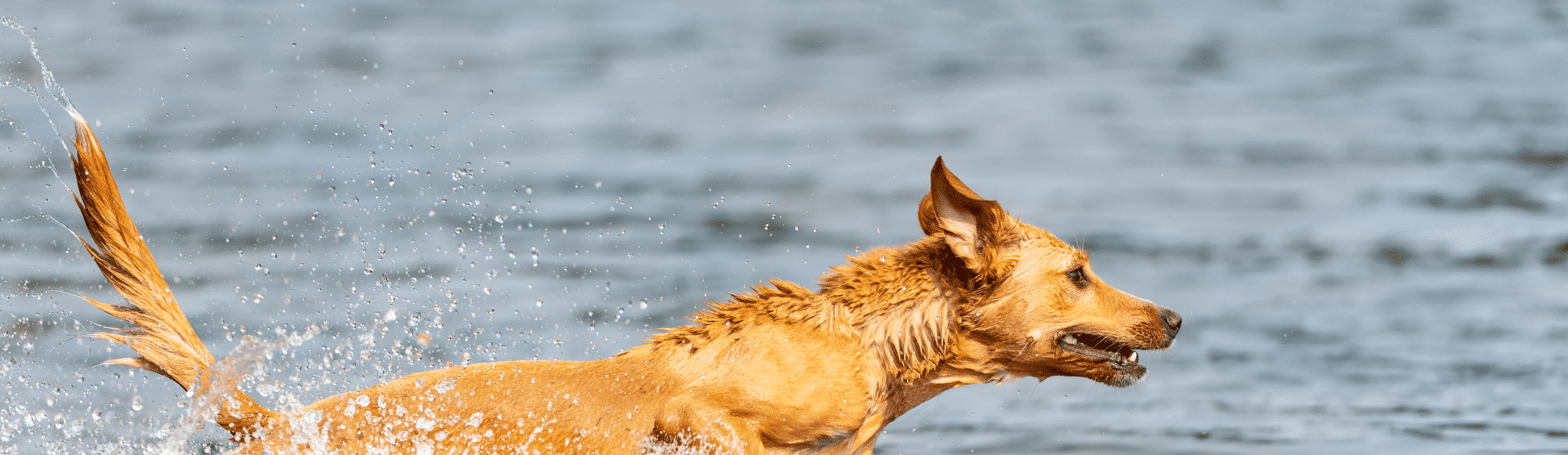 Hund springt im Wasser