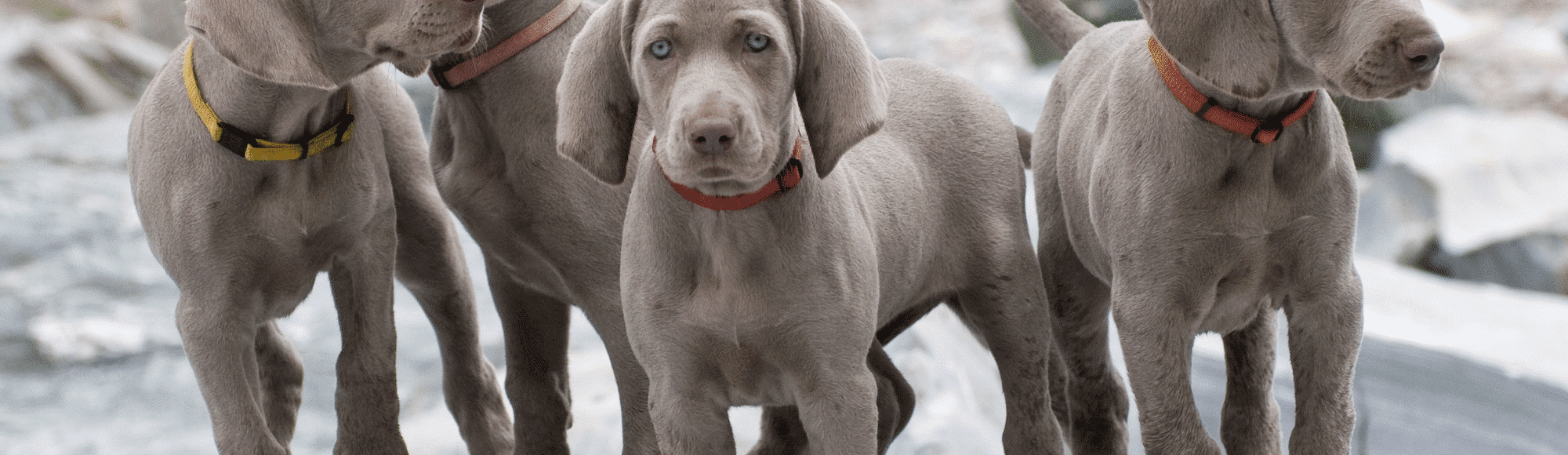 Vier silberne Weimaraner Welpen mit bunten Halsbändern