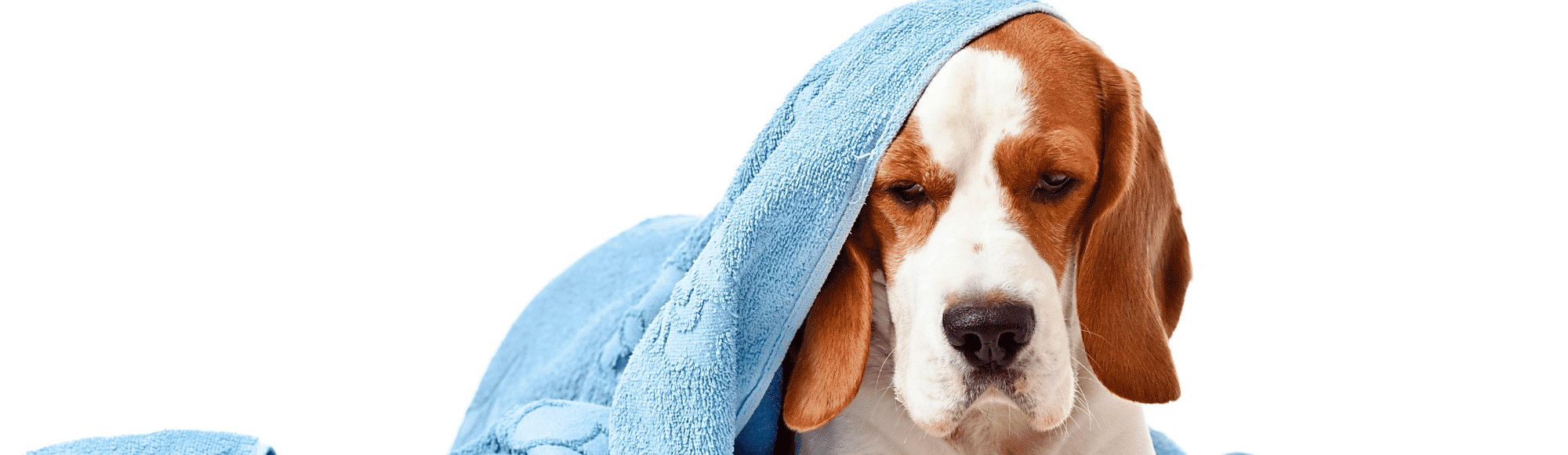 Ein Hund liegt unter einer blauen Decke