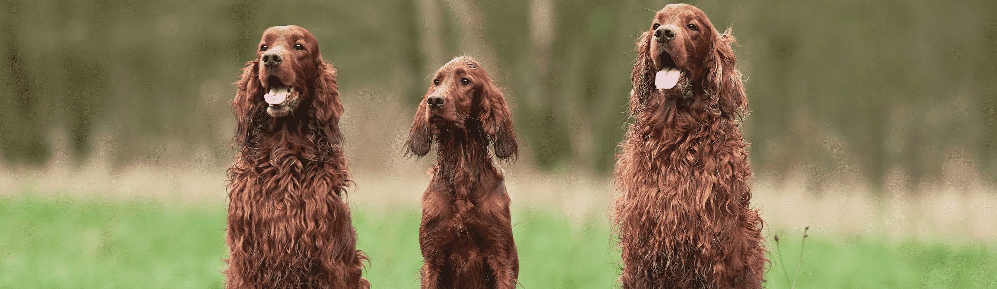 3 Irish Setter sitzen auf einer Wiese