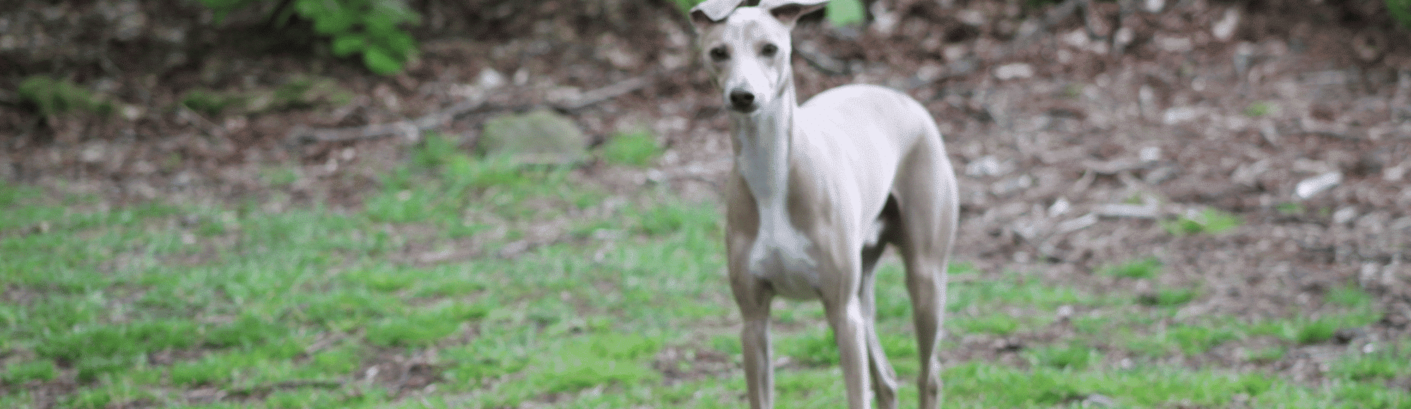 Ein Italian Greyhound auf einer Wiese