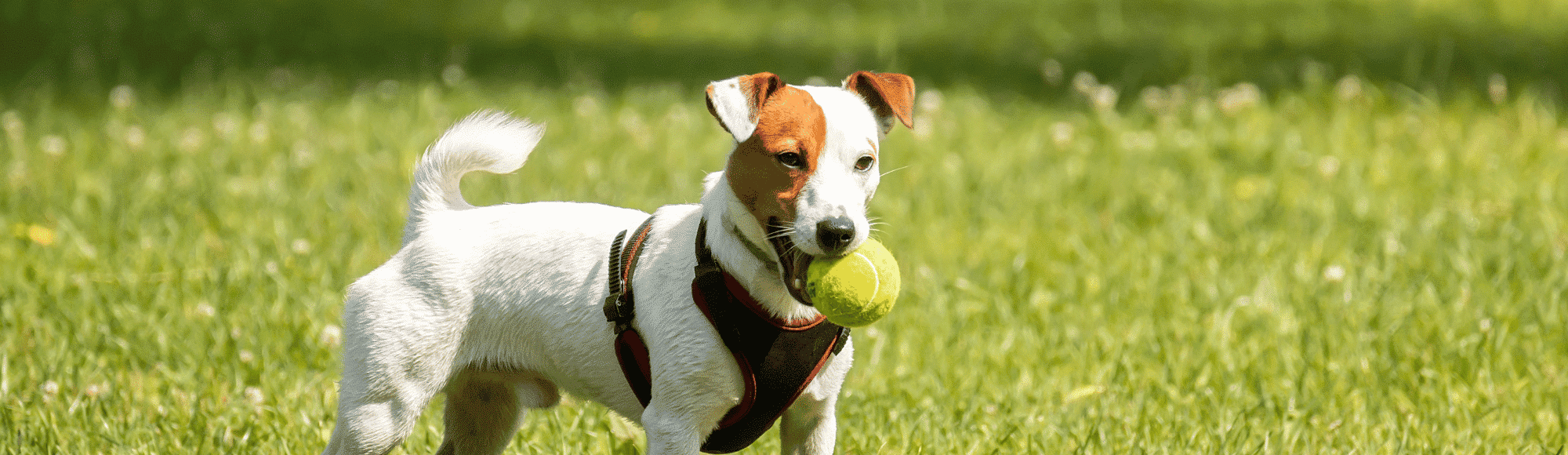 Ein Jack Russel Terrier steht mit einem Tennisball im Maul auf einer Wiese