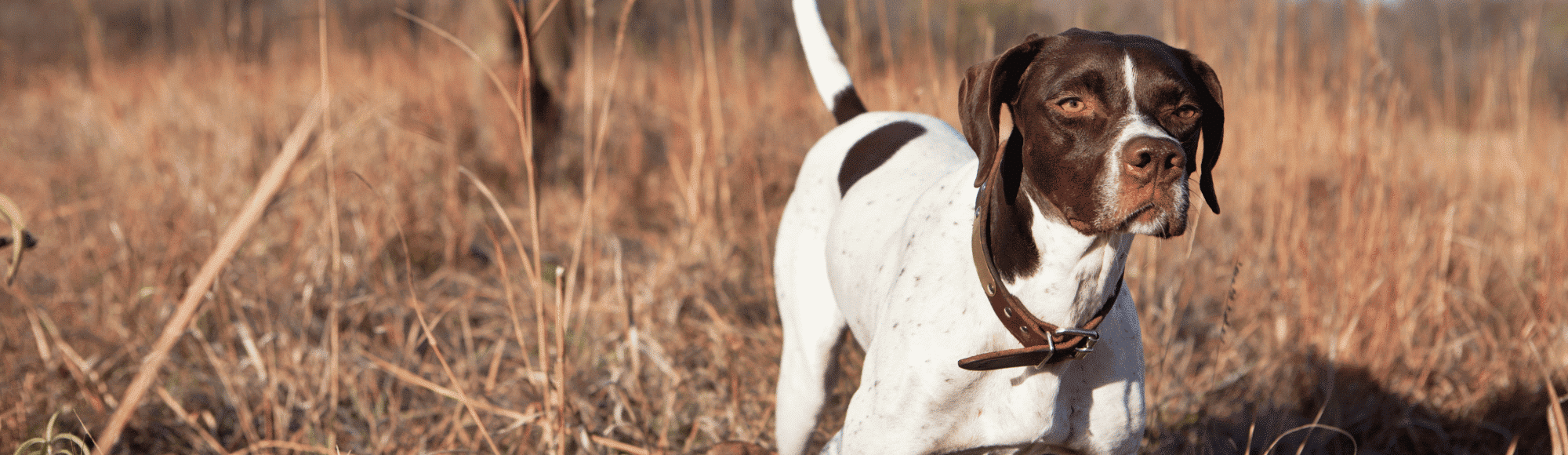 Jagdhundeausbildung