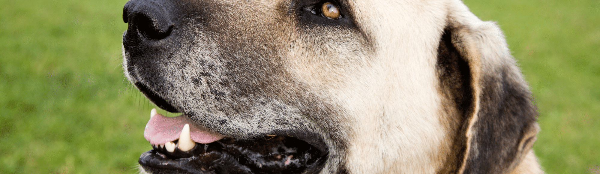 Kangal auf einer Wiese