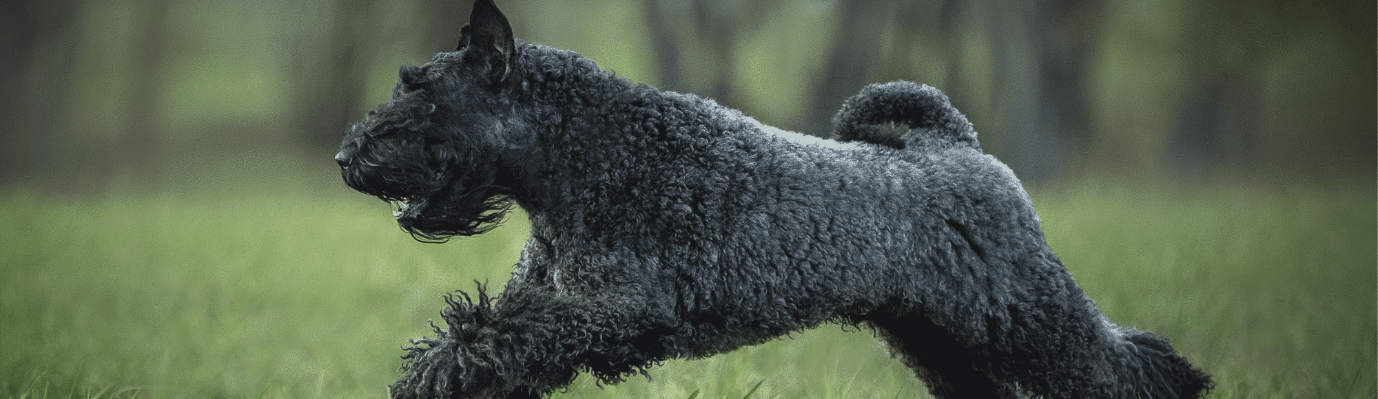 Ein Kerry Blue Terrier auf einer Wiese