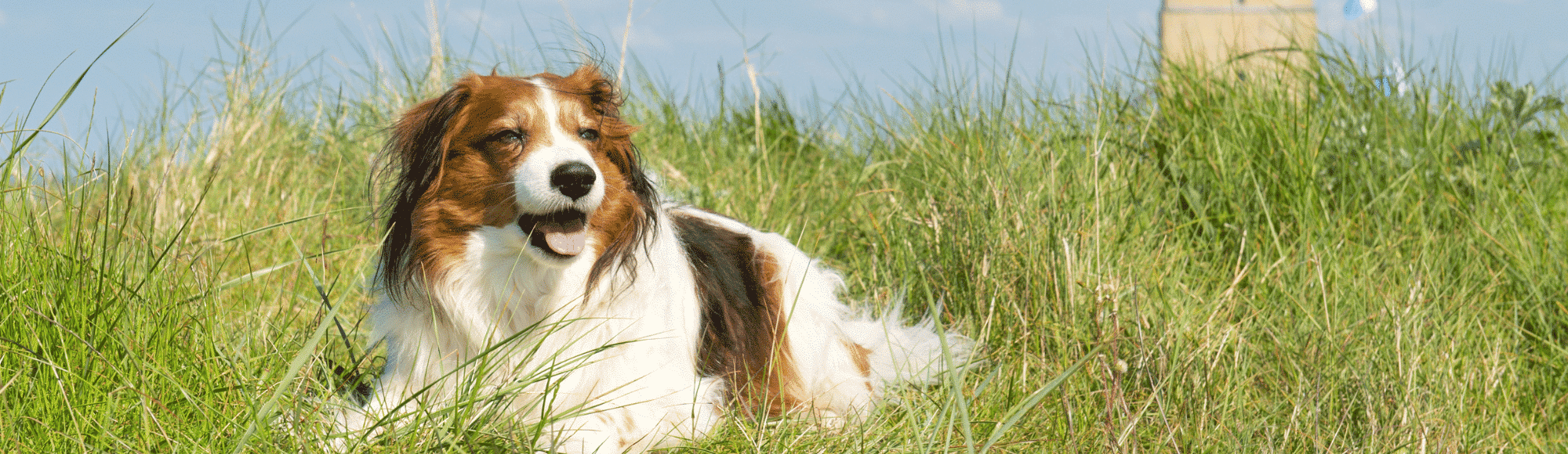 Ein Kooikerhondje