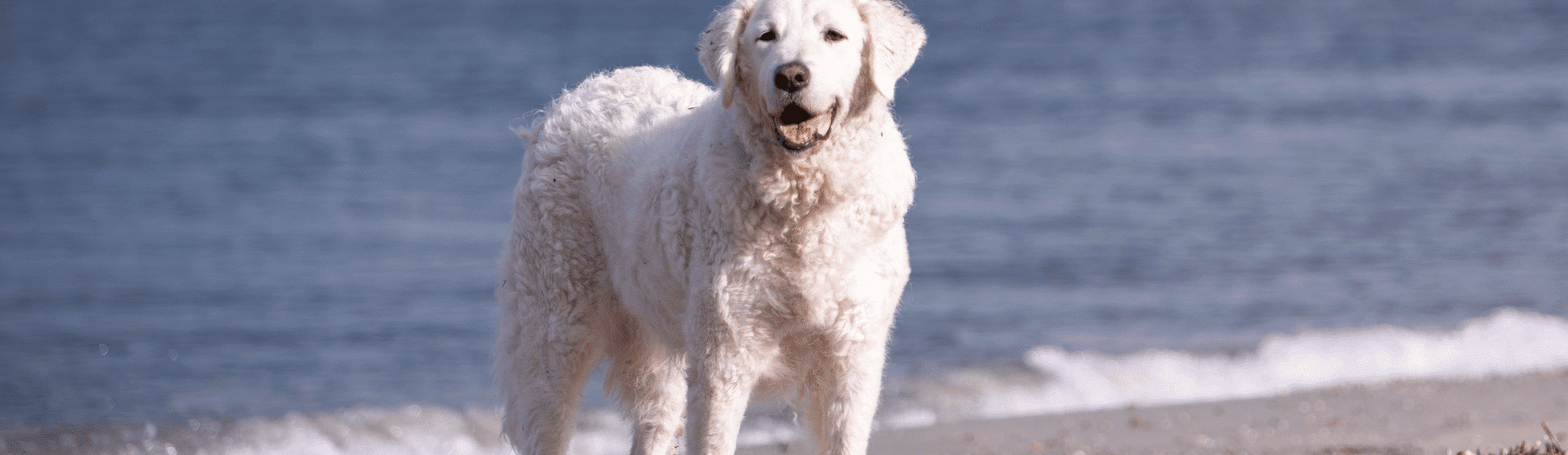 Kuvasz 6