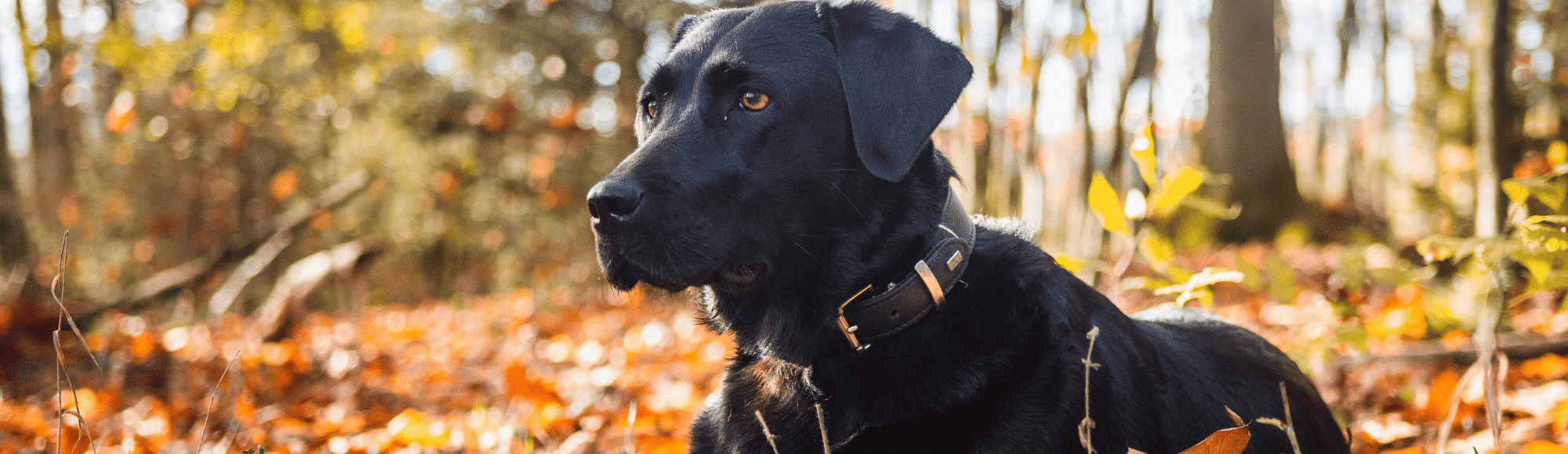 Ein schwarzer Labrador liegt im Wald auf Blättern