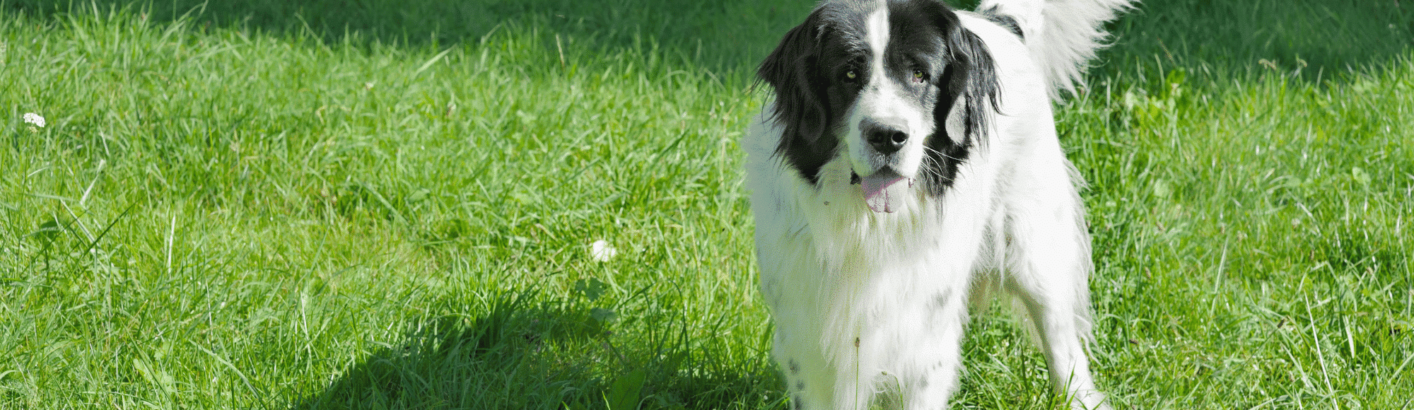 Ein Landseer auf einer Wiese