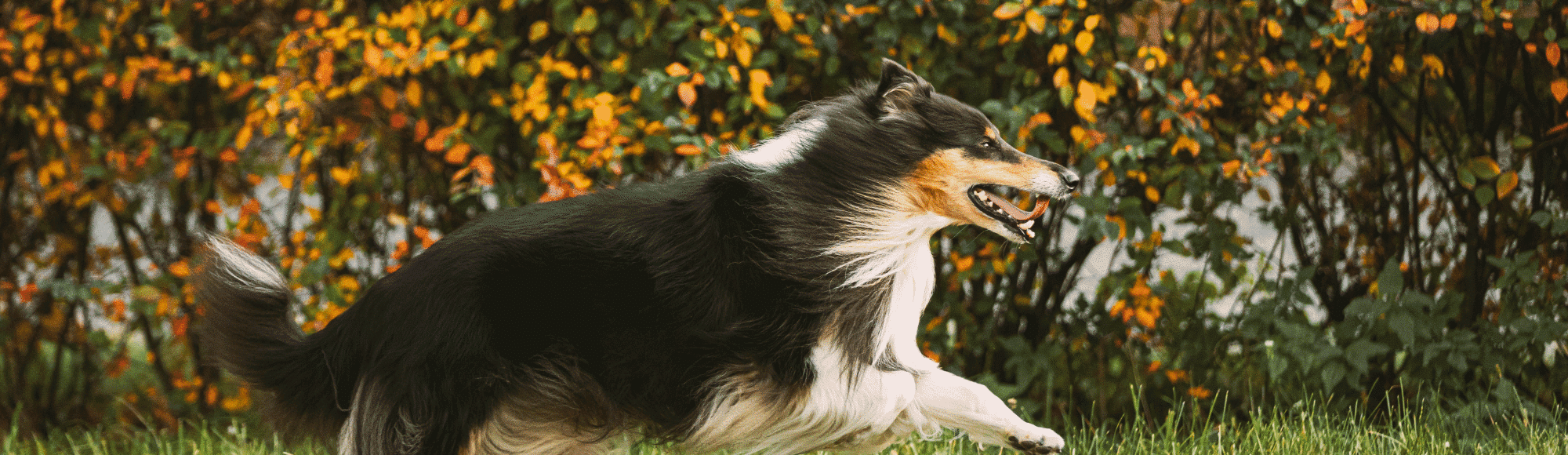 Ein Langhaarcollie