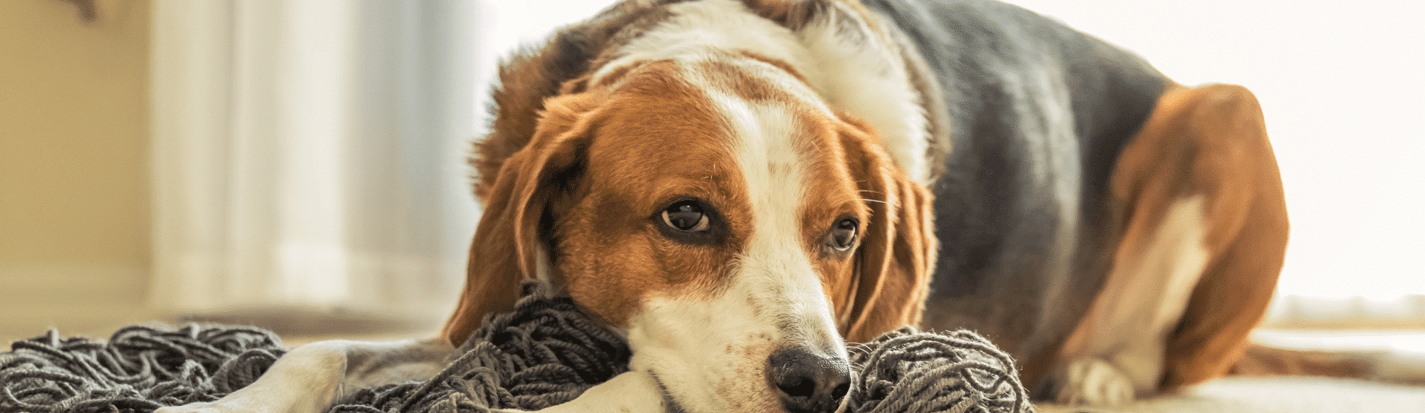 Ein Hund liegt auf dem Boden